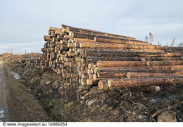 Lots of trees were felled after the big forest fire in V?stmanland in 2014. Timber pile in the area. Sweden.