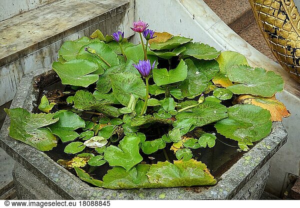 Lotus blossoms in stone water basin  Bangkok  Thailand  Asia