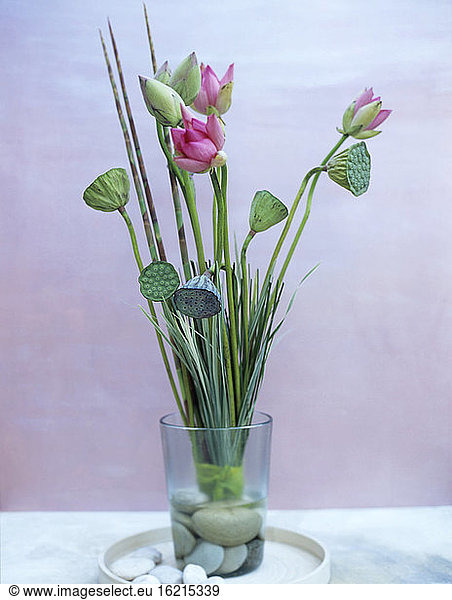 Lotusblume und Lotusschote in Vase