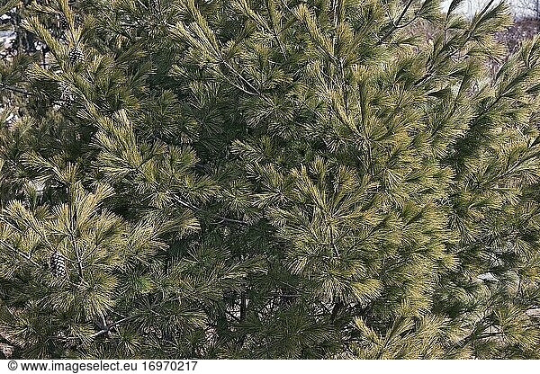 Loui Östliche Weißkiefer (Pinus strobus 'Louie').