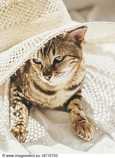 Lovely cat lays blissfully under sun and hat