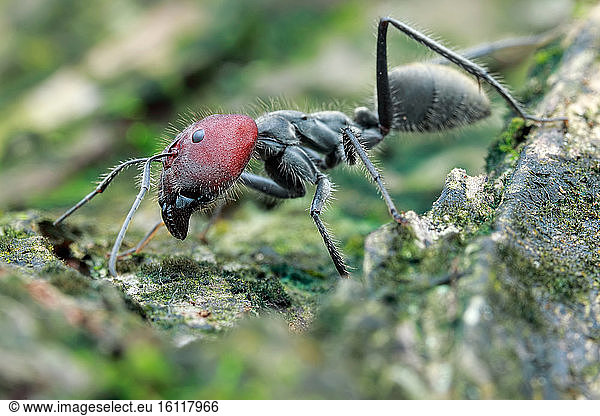 Low angle shot of a big ant (Camponotus singularis) major.