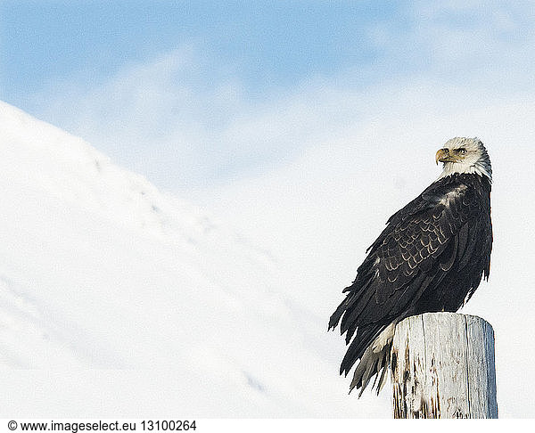 Low angle view of bald eagle perching on wooden post against snowcapped mountains at Chugach State Park