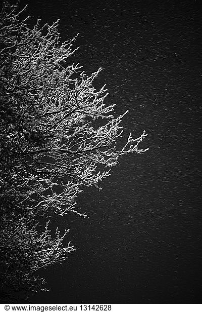 Low angle view of bare tree against sky during snowfall at night