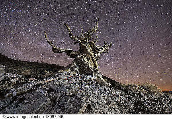 Low angle view of Bristlecone Pine against star trails at night