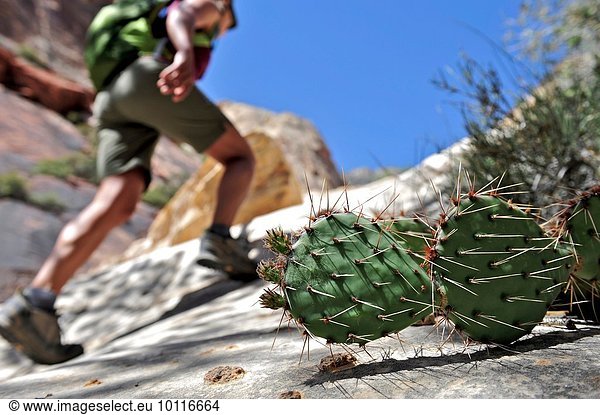 Low angle view of cacti and hiker  focus on foreground