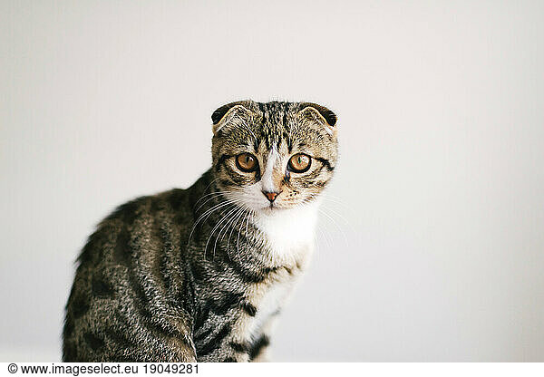 Low angle view of cat looking at camera  on white background
