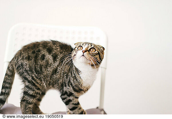 Low angle view of cat looking away while standing on white background
