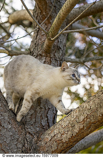 Low angle view of cat on tree branch at orchard
