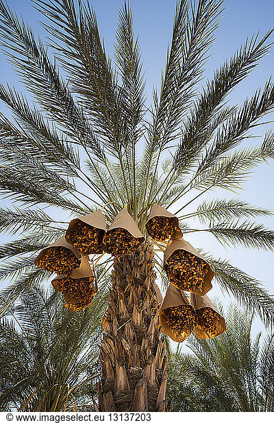 Low angle view of date palm trees growing against clear sky