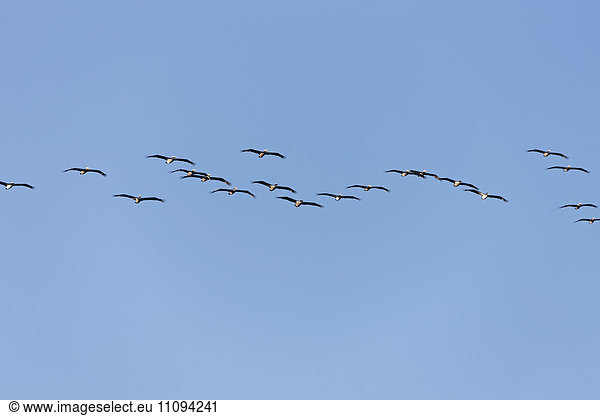 Low angle view of flock of Pelicans flying in the sky  Costa Rica