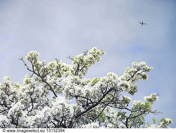 Low angle view of flowering branches against sky