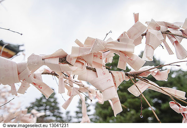 Low angle view of fortune papers tied on twigs against sky