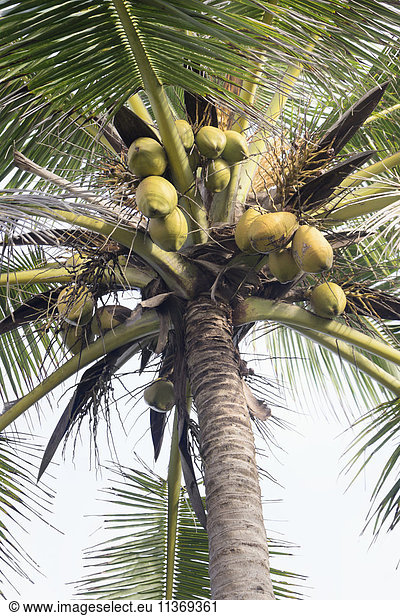 Low angle view of fresh coconuts hanging on palm tree  Tangalle  South Province  Sri Lanka
