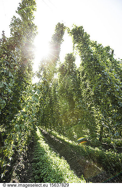 Low angle view of Hops crop growing on land against clear sky at Hallertau