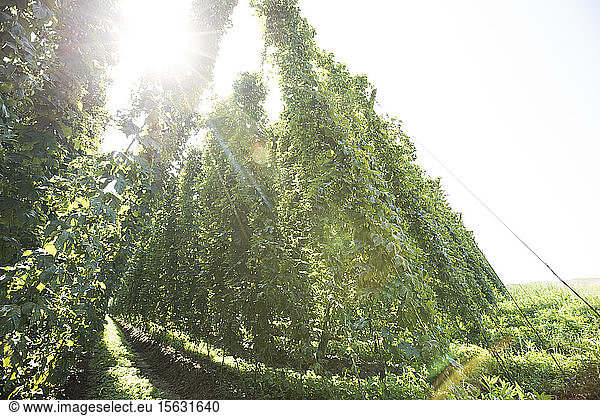 Low angle view of Hops crop growing on land against clear sky at Hallertau during sunny day