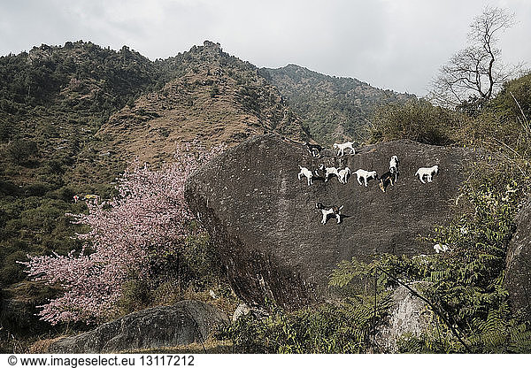 Low angle view of kid goats on mountain against cloudy sky
