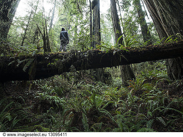 Low angle view of man standing on fallen tree trunk at Jedediah Smith Redwoods State Park