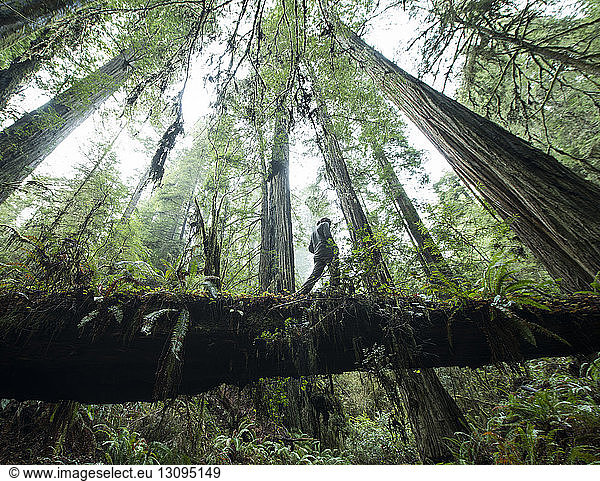 Low angle view of man walking on fallen tree trunk at Jedediah Smith Redwoods State Park