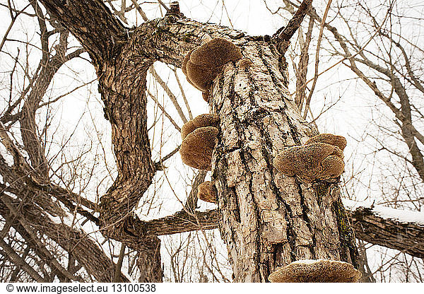 Low angle view of mushrooms growing on bare tree trunk during winter