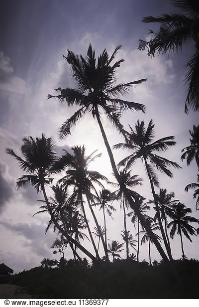Low angle view of palm trees against cloudy sky  Tangalle  South Province  Sri Lanka