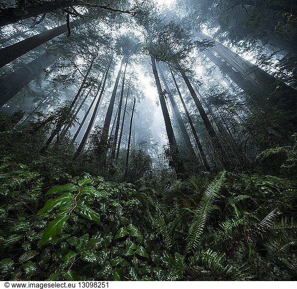 Low angle view of plants and trees growing at Jedediah Smith Redwoods State Park during foggy weather