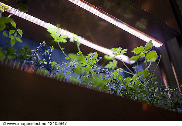 Low angle view of potted plants in illuminated shelf