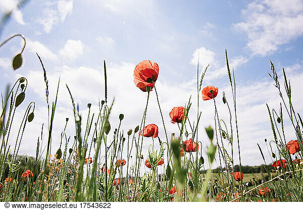 Low angle view of red poppies growing in field