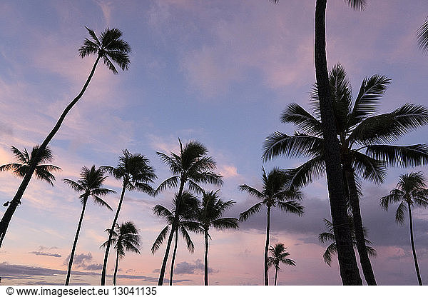 Low angle view of silhouette coconut palm trees against dramatic sky