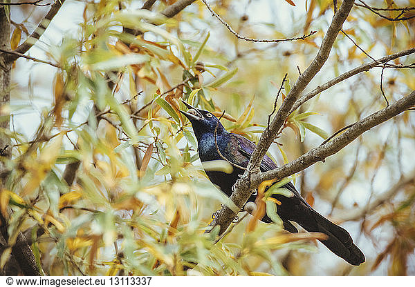 Low angle view of starling with fruit in mouth perching on branch