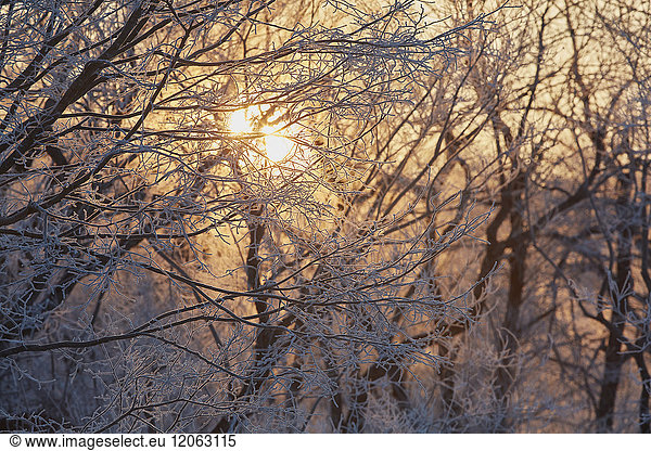 Low angle view of sunlight filtering through snow-covered tree branches in winter.