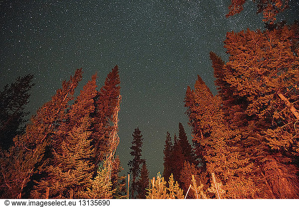 Low angle view of trees against star field at Crater Lake National Park