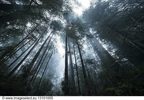 Low angle view of trees at Jedediah Smith Redwoods State Park during foggy weather