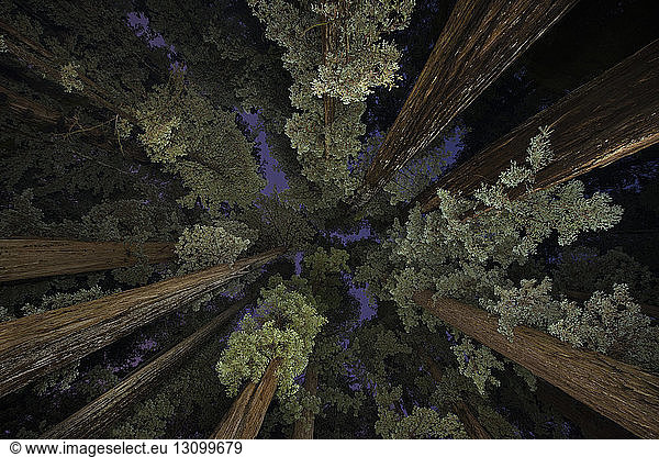 Low angle view of trees in Jedediah Smith Redwoods State Park during dusk