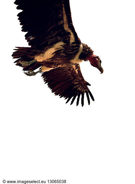 Low angle view of vulture flying