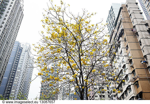 Low angle view of yellow flowers growing on tree in Hong Kong