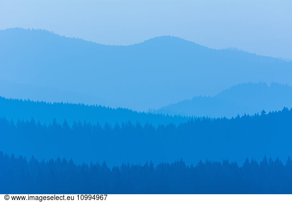 Low Mountain Landscape with Horizon Lines in Winter  Altenau  Harz  Lower Saxony  Germany