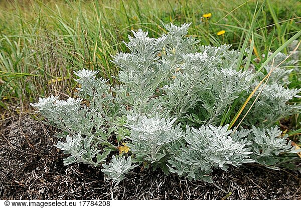 Low silver rue  Kouchibouguac National Park  New Brunswick (Artemisia stelleriana)  silver wormwood  Canada  North America