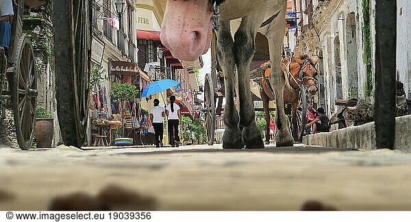 low view of a horsecart in Vigan  a spanish colonial city in Ilocos  Philippines.