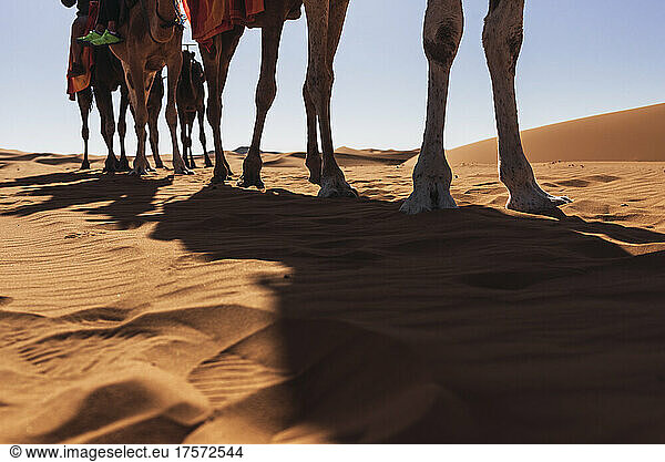 Low view of the camels' legs in a row during a desert tour.