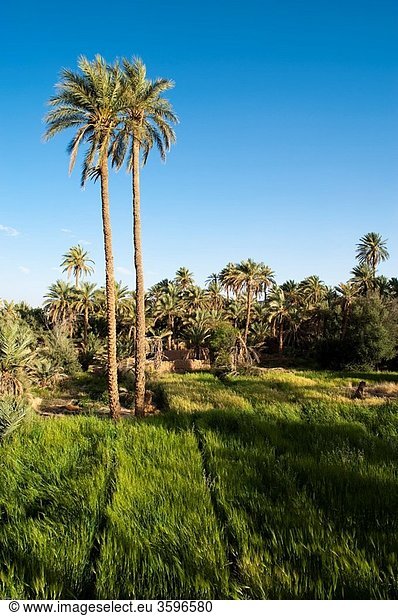 Lower level farming  Date Palm oasis  Figuig  province of Figuig  Oriental Region  Morocco