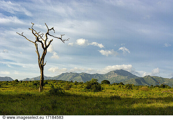 Lualenyi  Tsavo-Schutzgebiet  Kenia  Ostafrika  Afrika