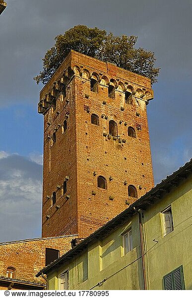 Lucca  Guinigi Tower  Torre Guinigi  Tuscany  Italy  Europe