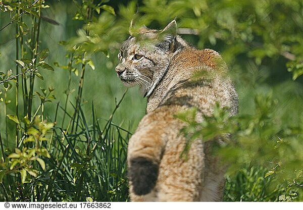 Luchs  Europäischer Luchs (Lynx lynx) geht auf einer Wiese  captive