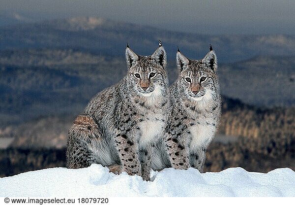 Luchs im Winter  Luchse (Lynx lynx) im Winter (Tiere) (außen) (outdoor) (Europa) (Schnee) (snow) (sitzen) (sitting) (adult) (Paar) (pair) (zwei) (two) (Querformat) (horizontal) (Säugetiere) (mammals) (Raubtiere) (beasts of prey) (Katzenartige)