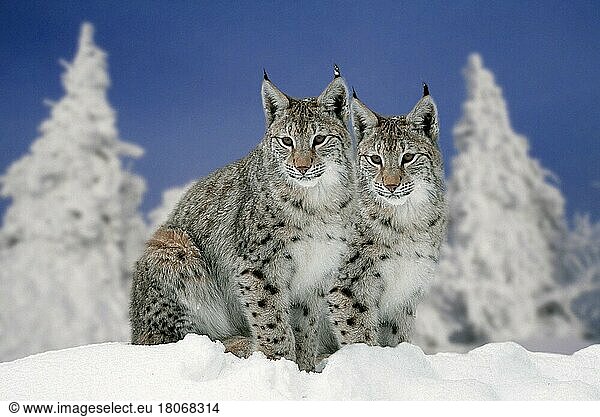 Luchs im Winter  Luchse (Lynx lynx) im Winter (Tiere) (außen) (outdoor) (Europa) (Schnee) (snow) (Winter) (adult) (Querformat) (horizontal) (Säugetiere) (mammal animals) (Raubtiere) (beasts of prey) (Paar) (pair) (zwei) (two) (Katzenartige)