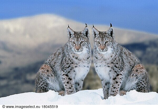 Luchs im Winter  Luchse (Lynx lynx) im Winter (Tiere) (außen) (outdoor) (seitlich) (Europa) (Schnee) (snow) (adult) (Paar) (pair) (zwei) (two) (Säugetiere) (mammals) (Raubtiere) (beasts of prey) (Querformat) (horizontal) (Katzenartige)