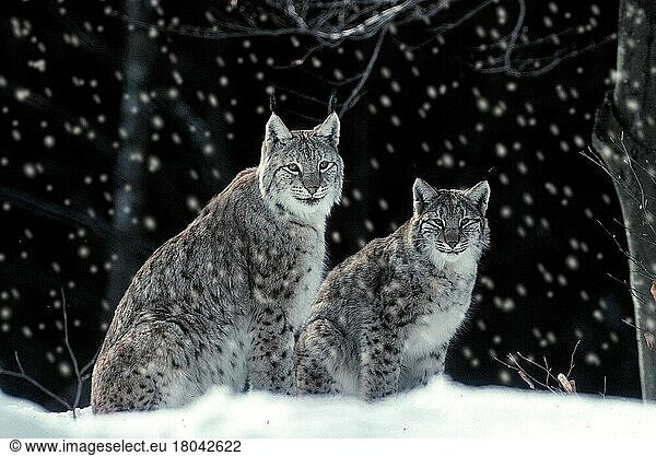 Luchs im Winter  Luchse (Lynx lynx) im Winter (Tiere) (außen) (outdoor) (seitlich) (side) (weiß) (white) (Europa) (Schnee) (snow) (Winter) (adult) (sitzen) (sitting) (Paar) (pair) (zwei) (two) (Querformat) (horizontal) (Säugetiere) (mammal) (Raubtiere) (beasts of prey) (Katzenartige)