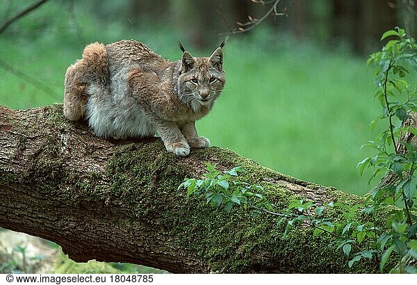 Luchs (Lynx lynx)  Lynx (Europa) (europäischer) (animals) (Säugetiere) (mammals) (Raubtiere) (beasts of prey) (Katzenartige) (Baumstamm) (tree trunk) (seitlich) (side) (aufmerksam) (alert) (liegen) (lie) (lying) (adult) (Querformat) (horizontal)
