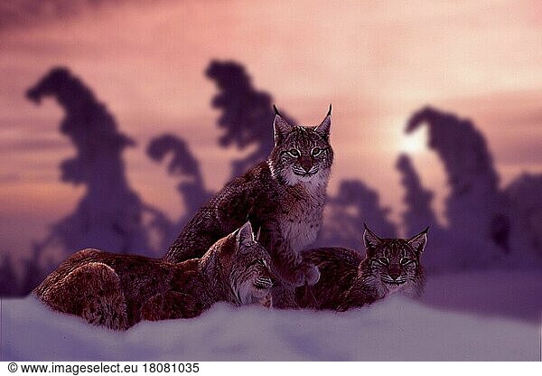 Luchs (Lynx lynx) mit Jungtier im Winter bei Sonnenuntergang (Tiere) (Gruppe) (group) (drei) (three) (außen) (outdoor) (seitlich) (side) (Schnee) (snow) (Winter) (liegen) (lying) (sitzen) (sitting) (adult) (Jungtier) (young) (Querformat) (horizontal) (Säugetiere) (mammals) (Katzenartige) (Raubtiere) (beasts of prey) (weiblich) (female) (Europa) (Mutter & Kind) (mother & baby) (Familie) (family) (Sonnenuntergang) (sunset)